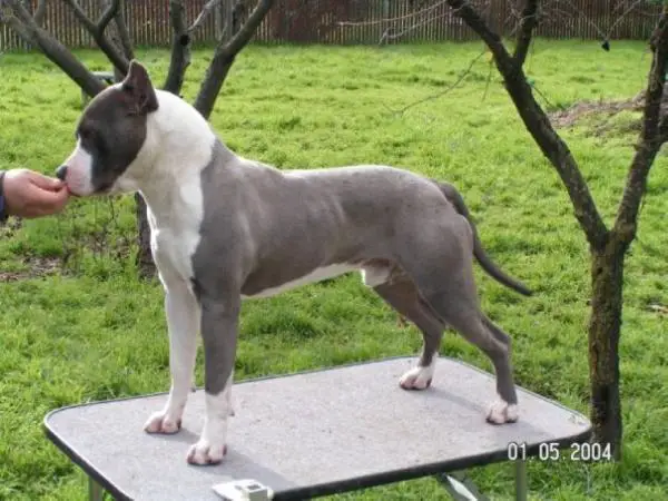 Azteca's Fierro Azul
