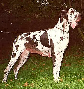 Czech Republic Champion, CACIB, R.CACIB, BOB Festa Abrus CS