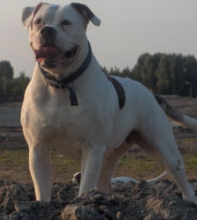 Bulls of Crown's Tayra of LTF