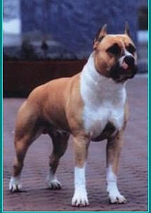 Lav Imidzh Bitl Bluz