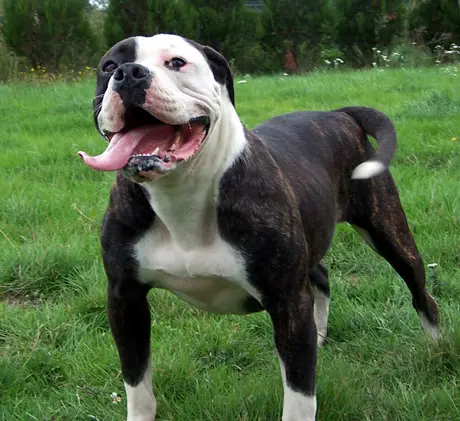 Bulldog City's Amelie Bullin