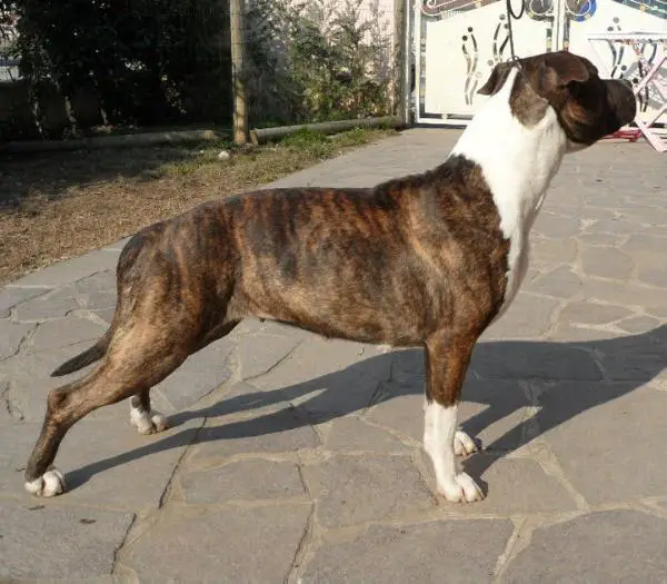 East Coast Red Sweety