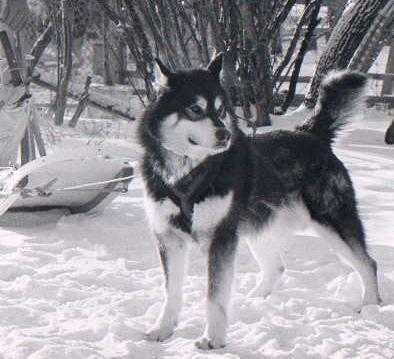 CAN CH Oopik's Winter Fury