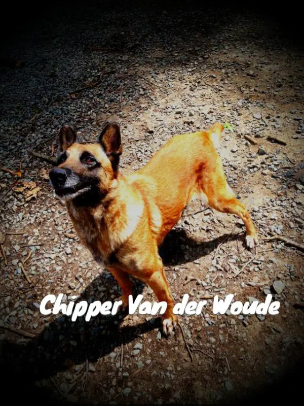 Chipper Van der Woude (PennHIP 0.29L;0.21R;70%25)