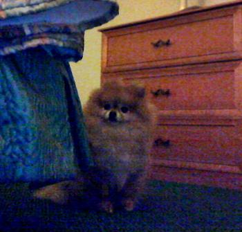 CR It's All About MeMe