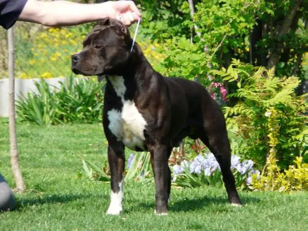 Granada Cooper Bonemill