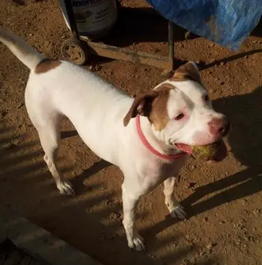 Douge's Nala