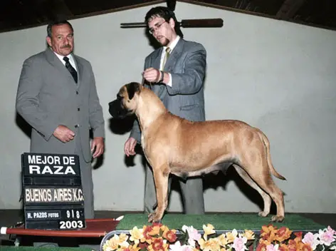 GCH Indra Zwart Spirit