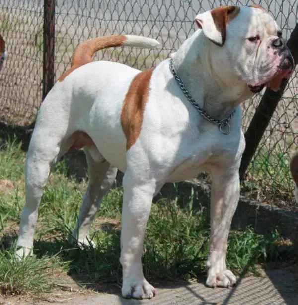 JR.CHAMPION Bulls of Crown's Rammstein of MD