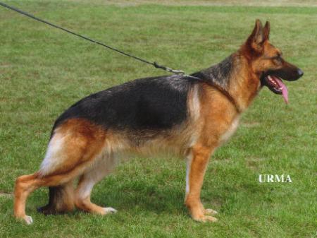 V74 Orsina vom Akazien-Wäldchen