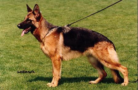 V 37 HZS 1999 Haus Haargaard Carmen