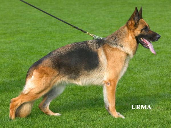 Esra v. Haus Robinson