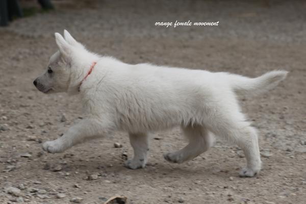 Ludmilla White Fox del Branco Selvaggio
