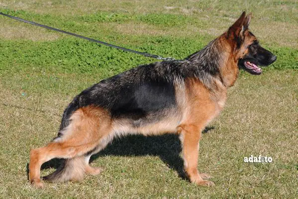 Giada del Miglio d'Oro (2010)