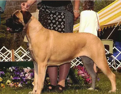 CAN CH DOX Something Wicked This Way Comes