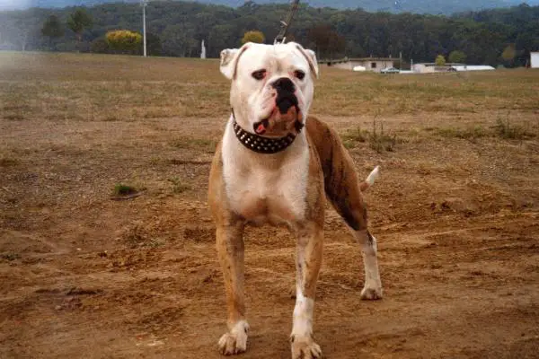 Gladiator's Sampson