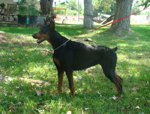 Brittons' Dakota Mist De Perlanera