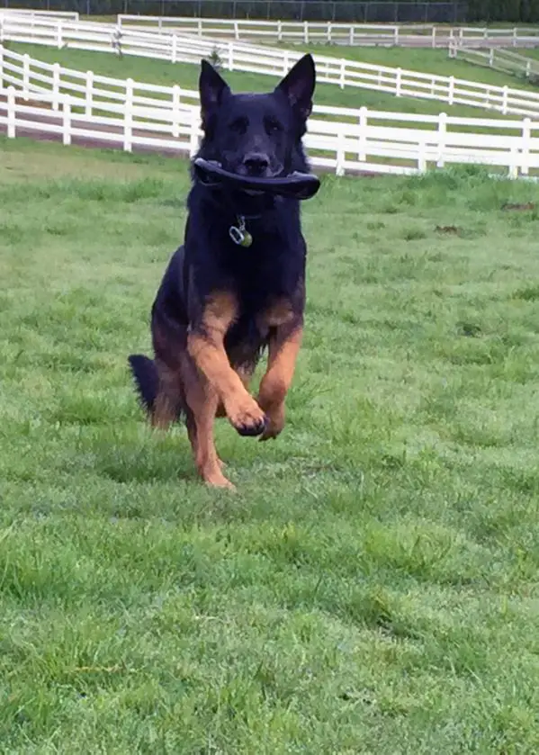 Otis vom Hunter