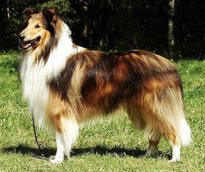 Springmist's The Rednex