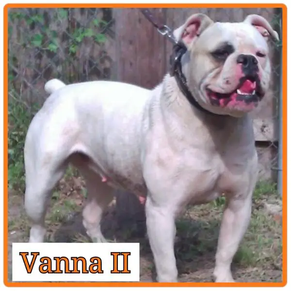 Aztec Bullyz Vanna II