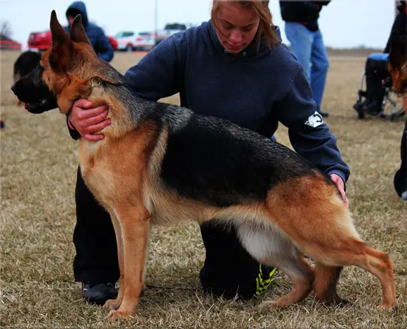 SG Ne Plus Ultra Jewel