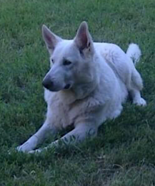 Ariel "Von Piersigilli" (Artika)