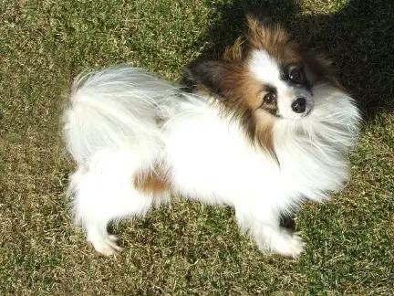Newtopaz Teeka