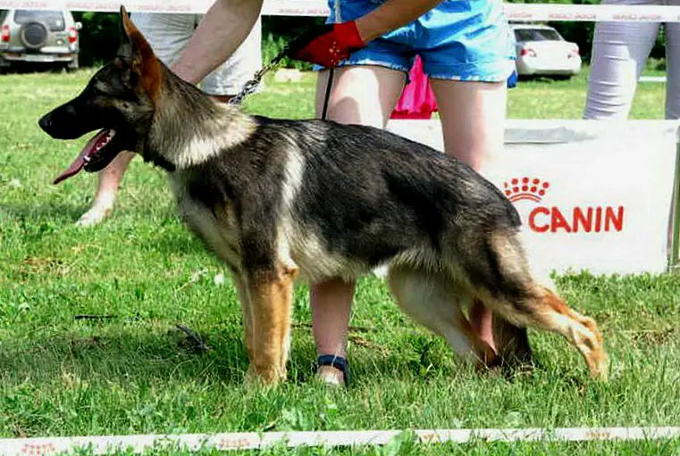 Pasaka Laukine vilkauoge