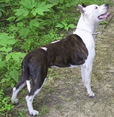 Lonewolf Sultan Reuzeleak