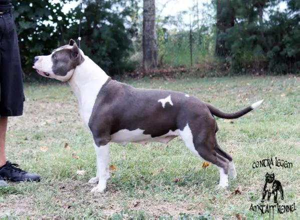 Mississippi Blue Lady Indiana