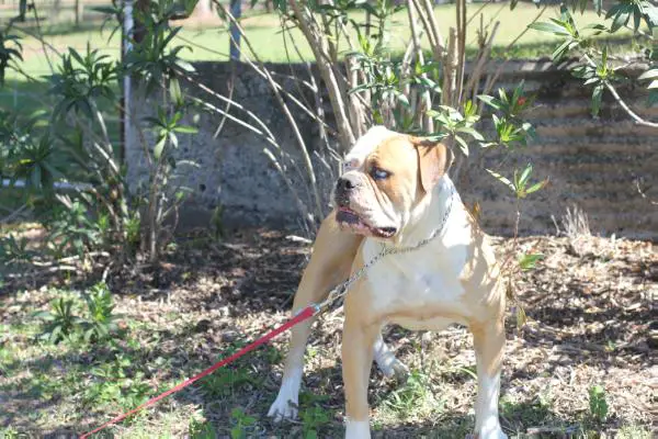 Nevabeta Bone Crusha