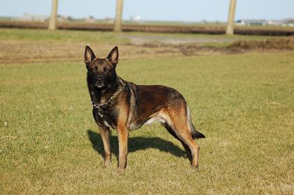 Exel Linsy les Bétulacées