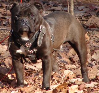 GPZ's Black Bear
