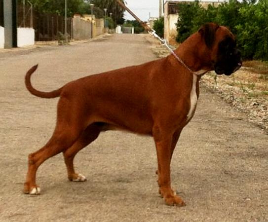 Fabula del Ius Natura