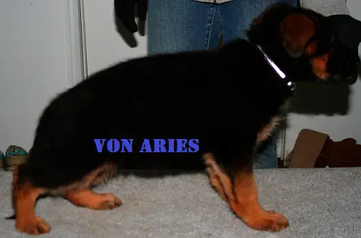 Happy Von Aries