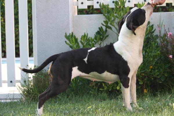 Sunbolt Primeira Estrela