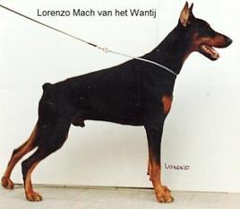 Lorenzo Macho van het Wantij