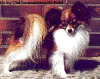 Golby Des rouennaises de petit couronne