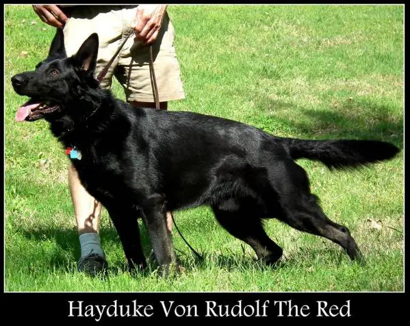 Hayduke Von Rudolf The Red