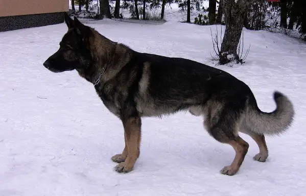 FIN KVA Asterix (1997) FIN 32474/97