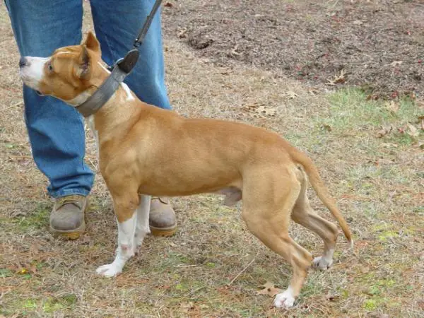 Card And Maios Tacoma 100 Proof