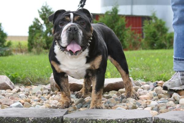 Joyful Acre's Mighty Bambino (AKC English Bulldog)