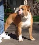 WCB's They Call Me Stud of SBK