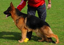 Hamlet Vom Team Fiemereck