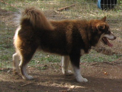 Moonridge Kentucky Timber