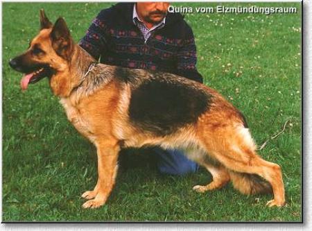 V Quina vom Elzmündungsraum