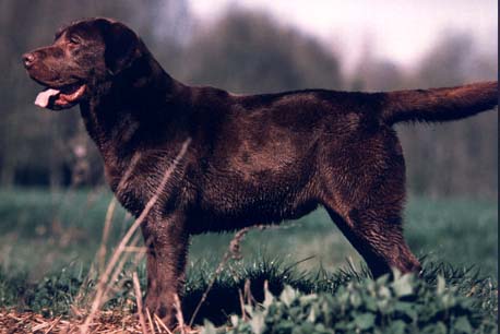 Hobene Du Valhalla Des Duguets