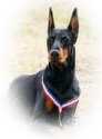 UDC CH. /  INTL CH. / AKC pointed Eclipse's Kaymen Chaser
