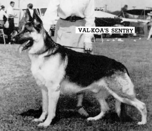 CH (AKC) Val-Koa's Sentry