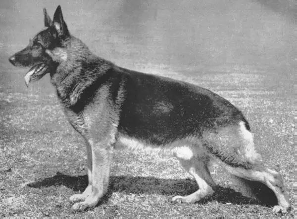 CH (US) Arno vom Weinkastell